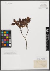 Foto von Salix silesiaca Willd.